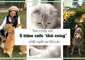 Tan chảy với 5 tiệm “cafe thú cưng” chất ngất tại Đà Lạt!