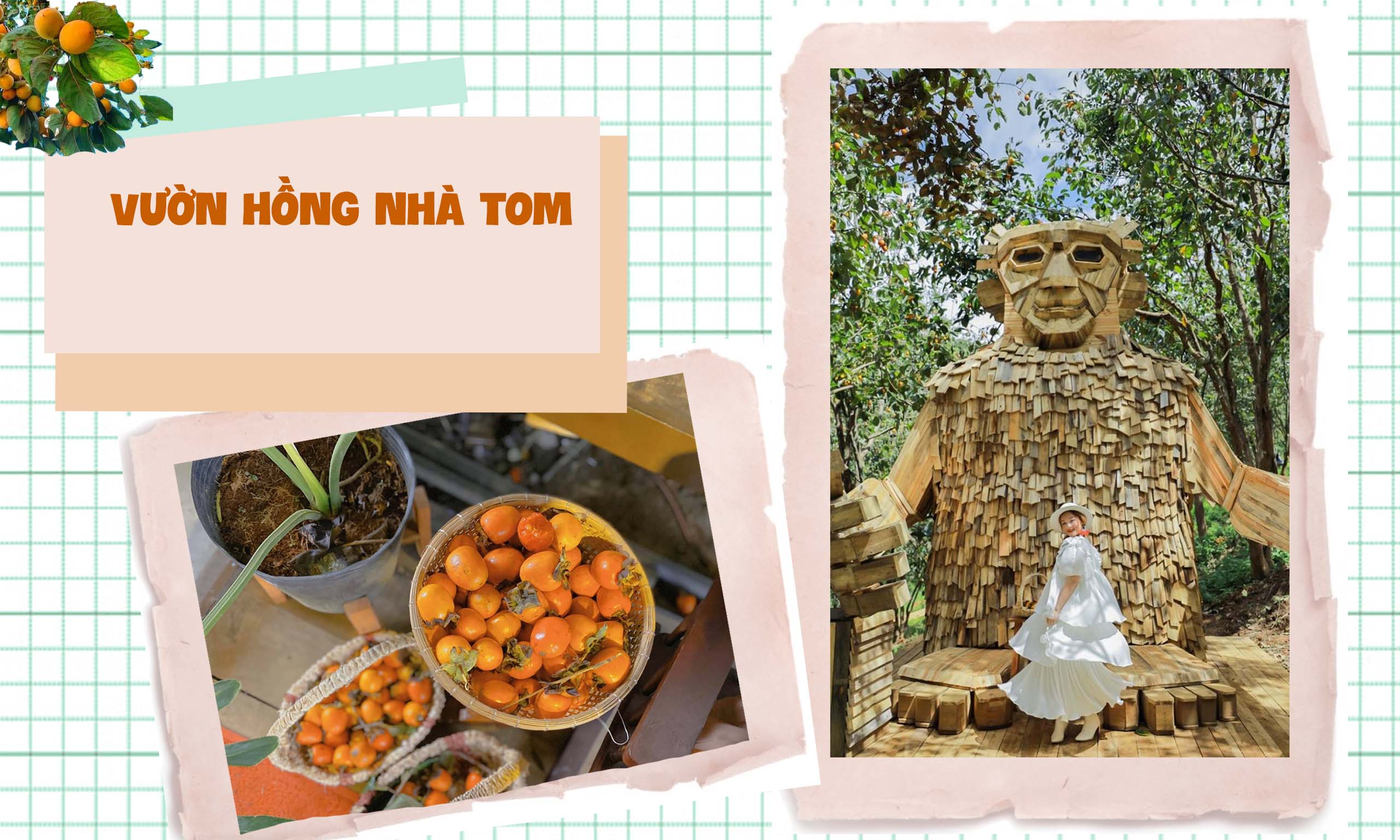 vuon hong nha Tom