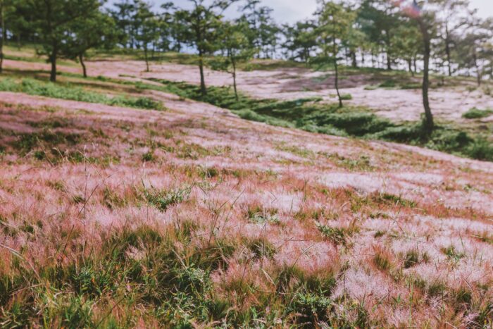 cắm trại đồi cỏ hồng