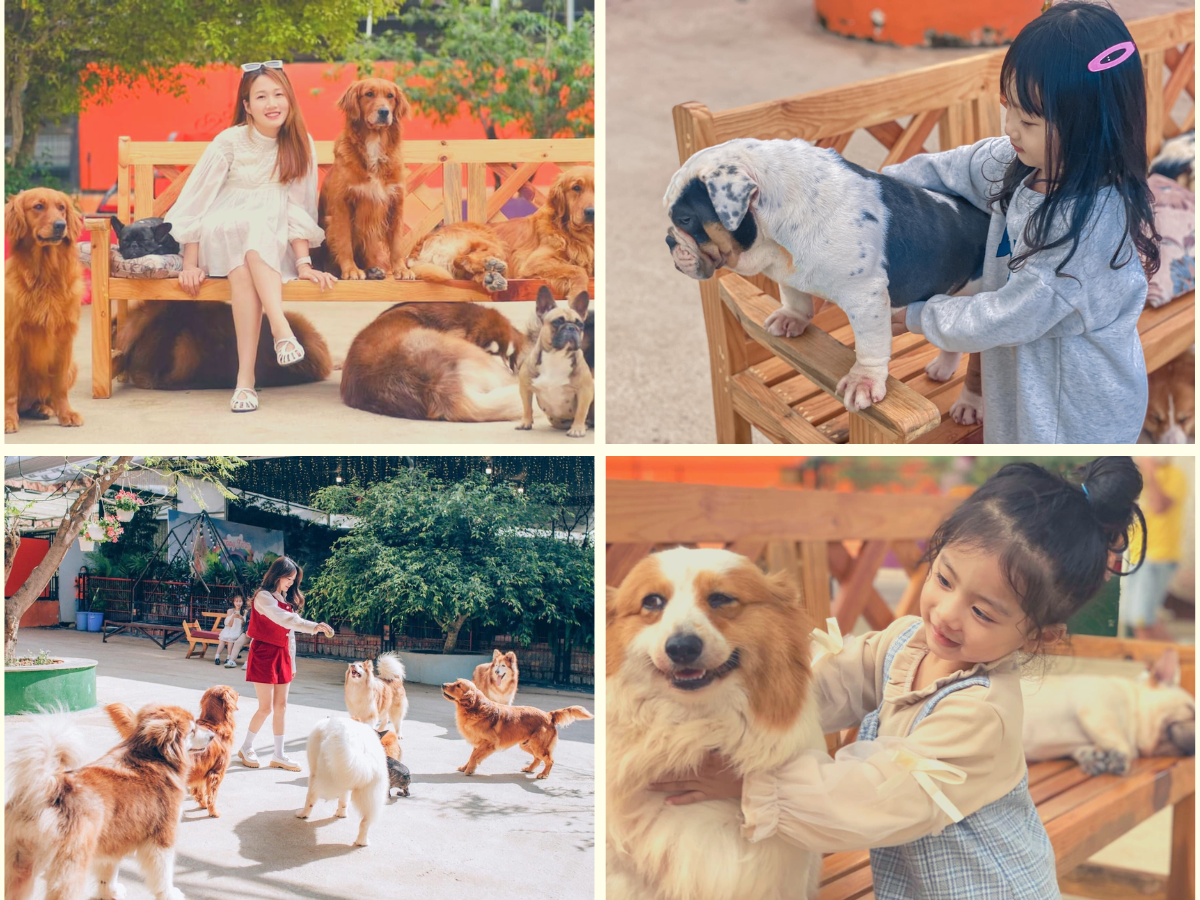 Vé Tham Quan Puppy Farm - Nông Trại Cún Hot Nhất Đà Lạt