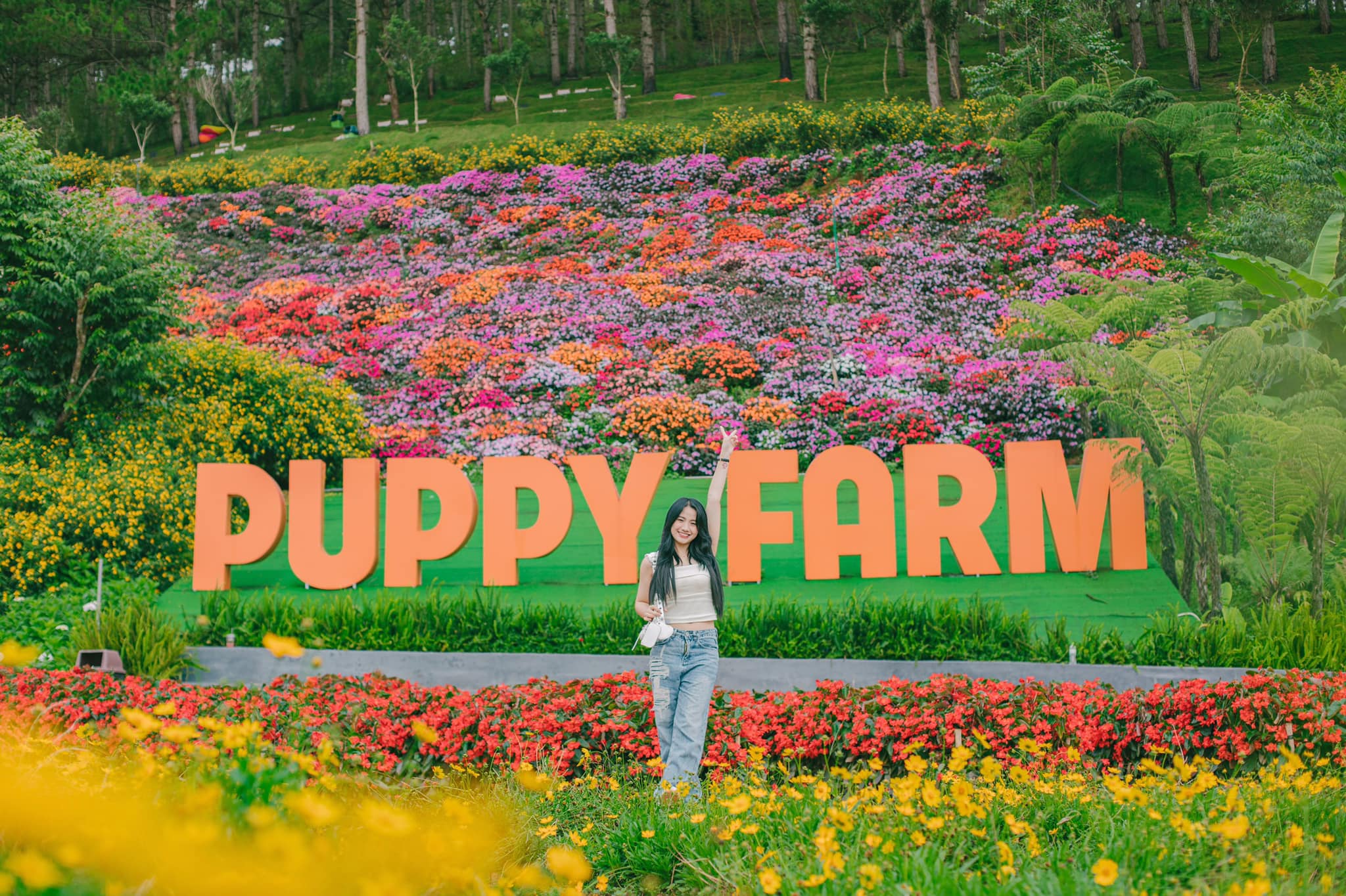 nông trại cún puppy farm