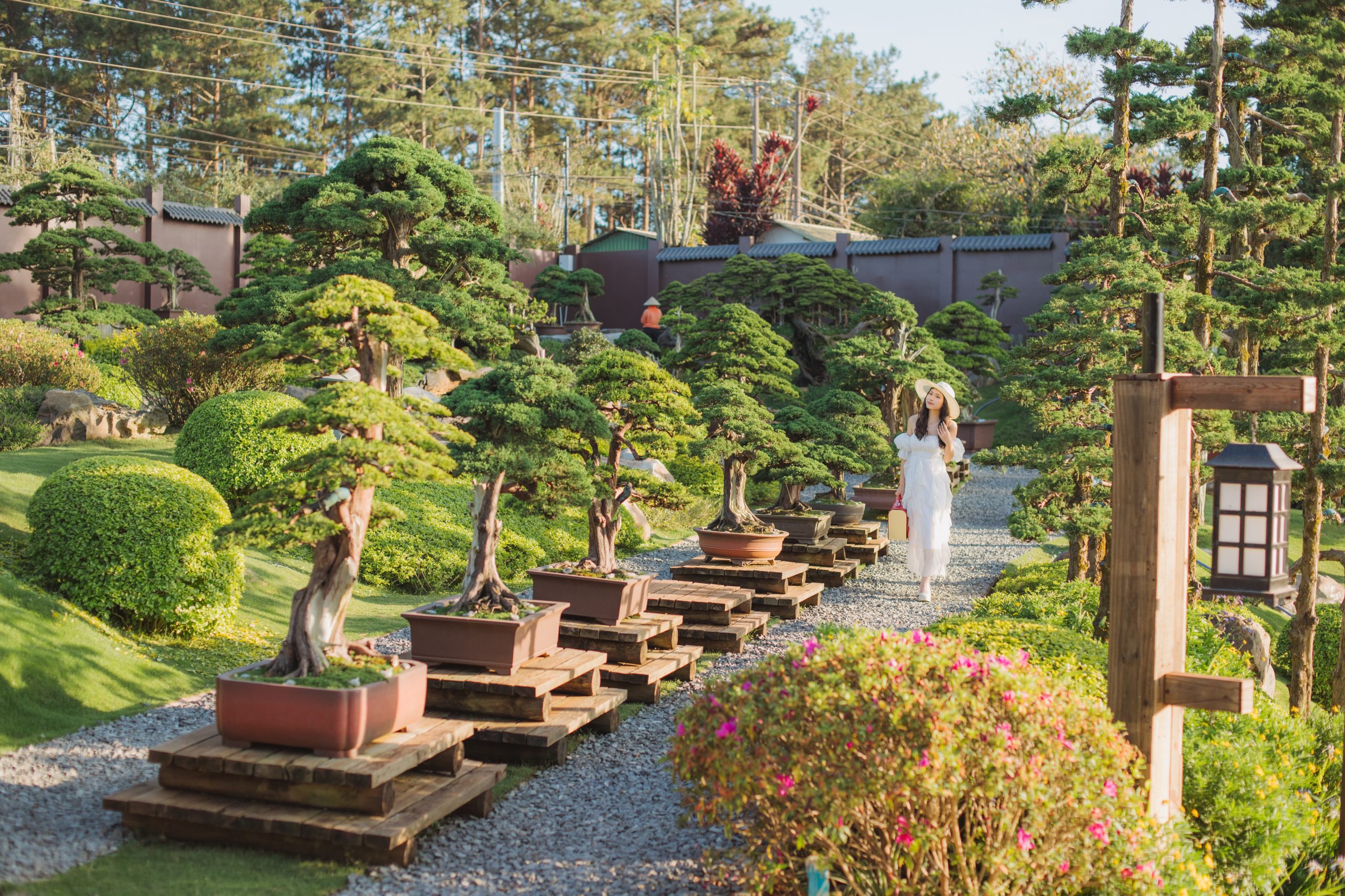 vườn cây bonsai quê garden