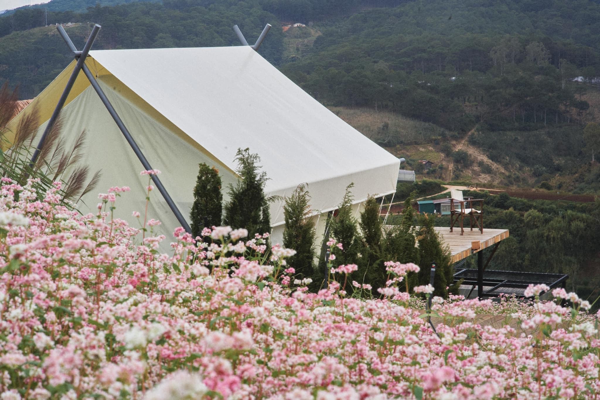 cánh đồng hoa tam giác mạch tại the campville dalat