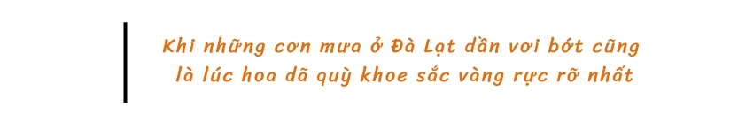 Khi những cơn mưa ở Đà Lạt dần vơi bớt cũng là lúc hoa dã quỳ khoe sắc vàng rực rỡ nhất