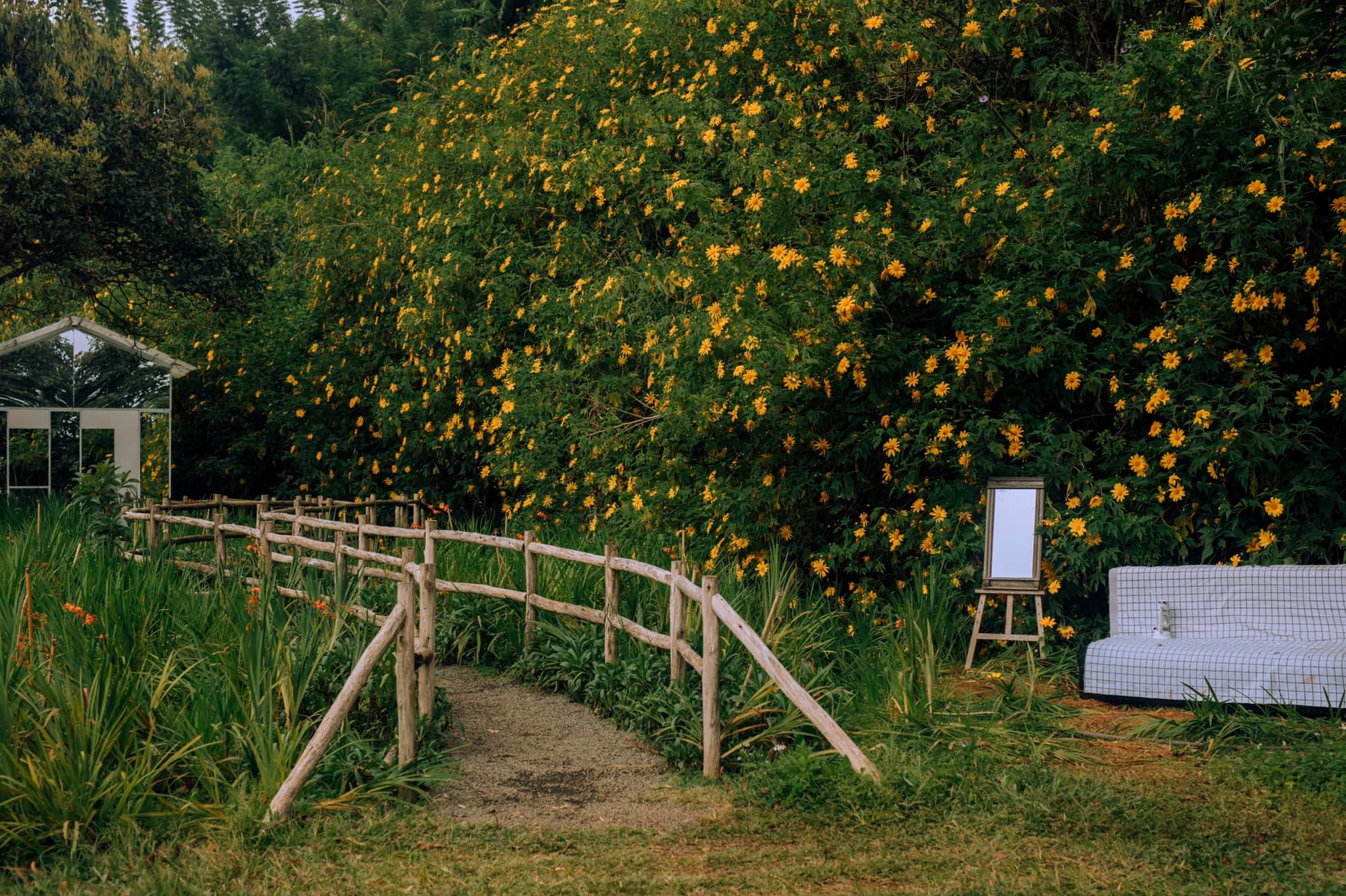 màu hoa dã quỳ