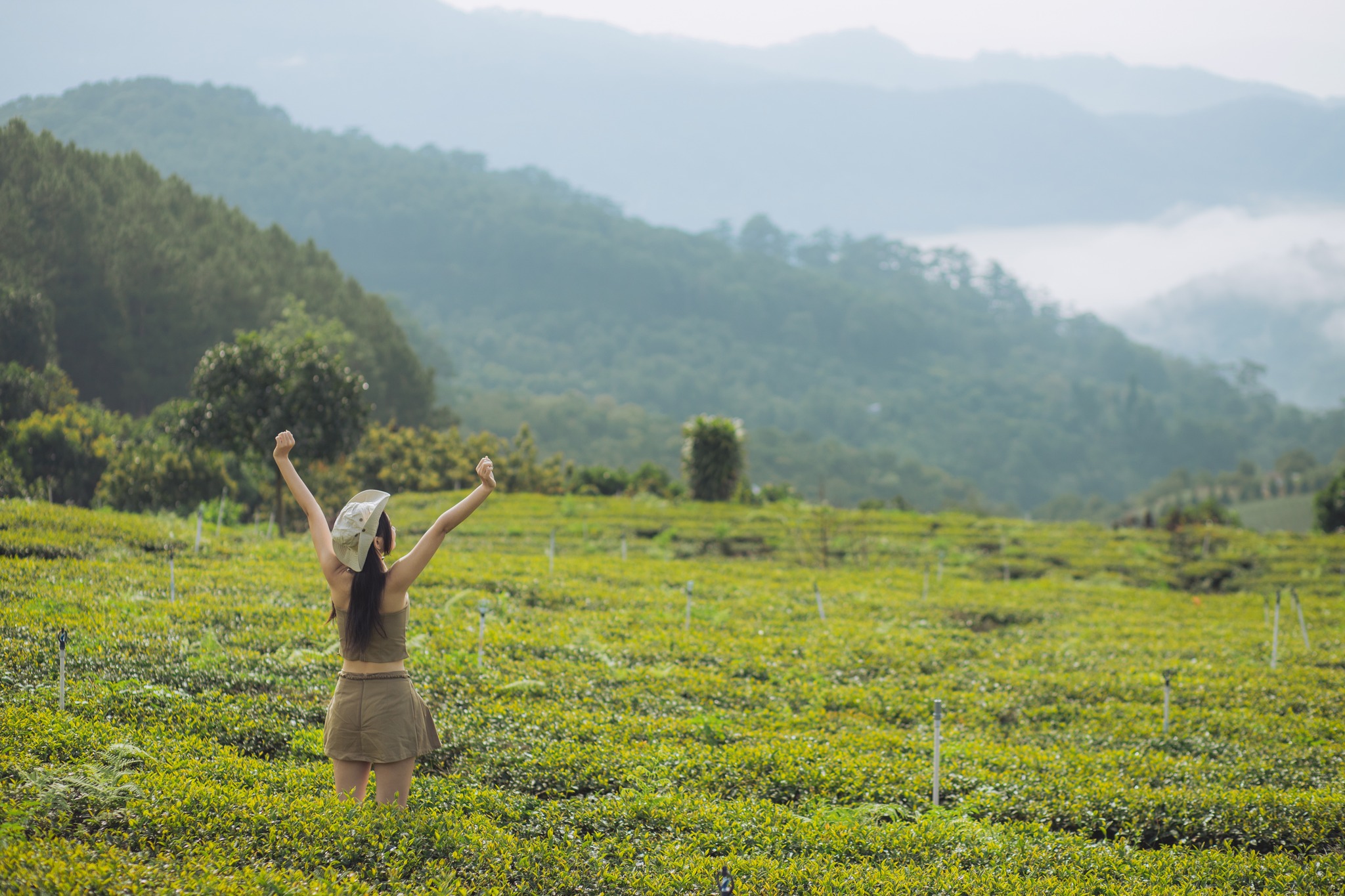 săn mây đồi chè cầu đất