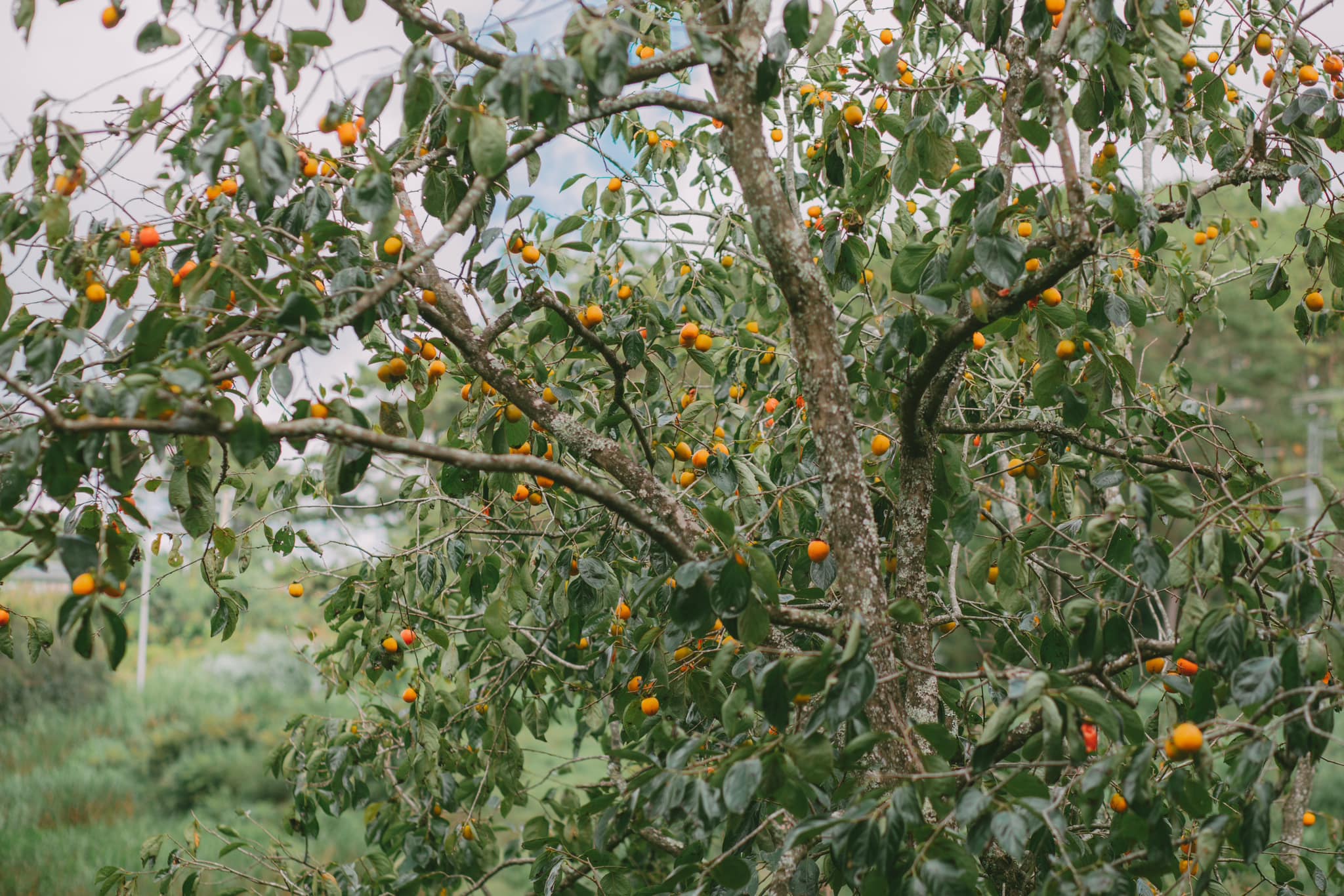 mùa hồng đà lạt