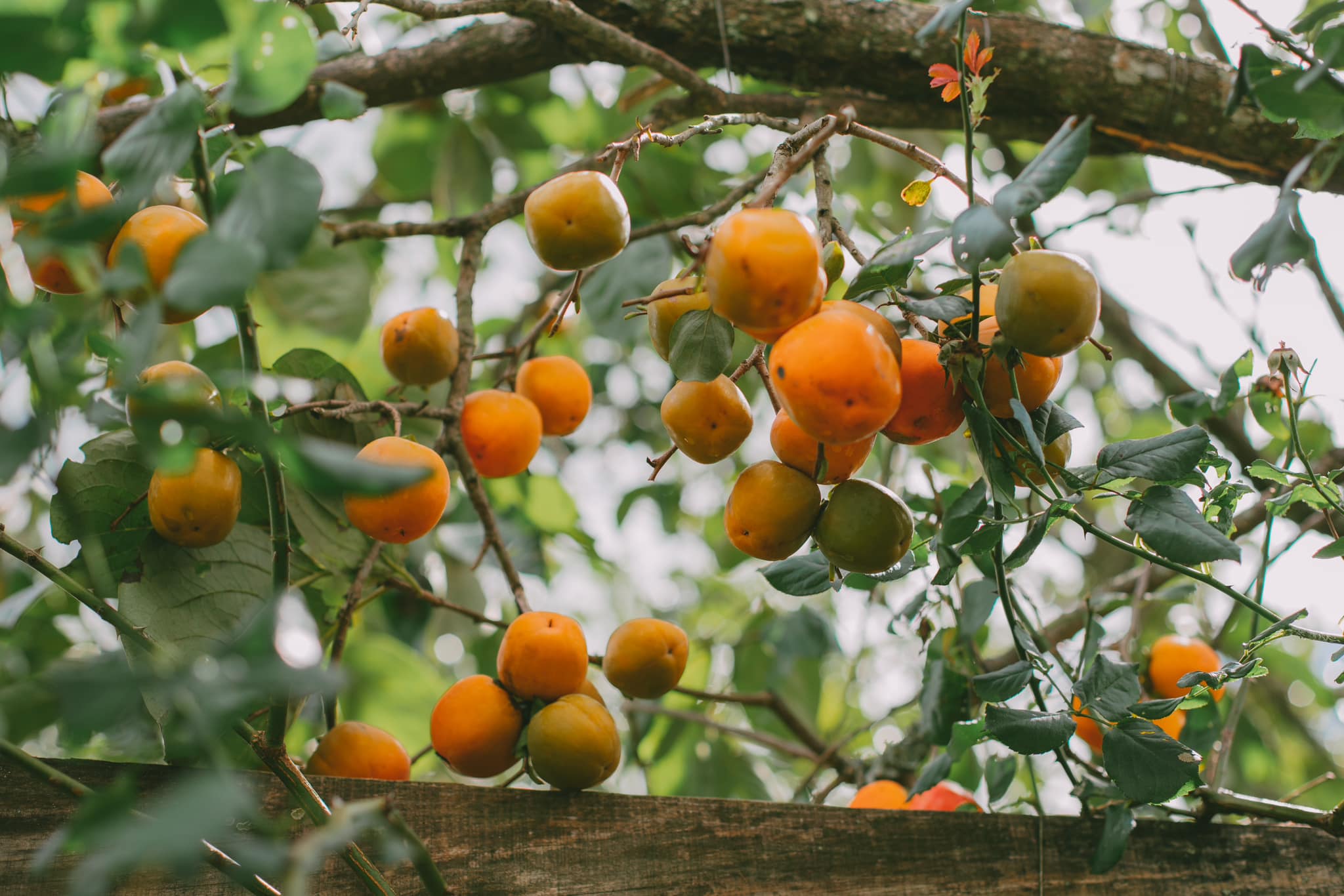 mùa hồng đà lạt