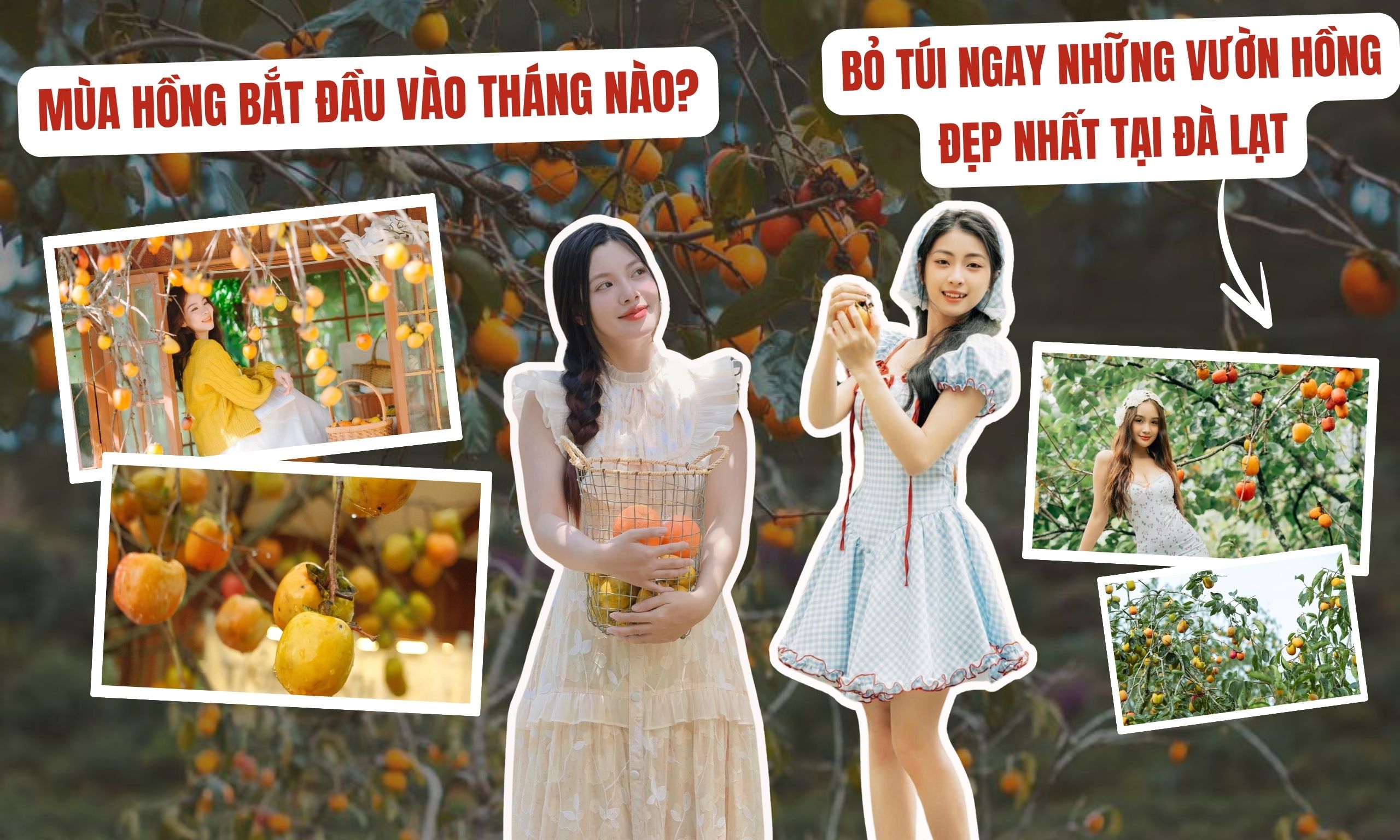 Mùa hồng bắt đầu vào tháng nào? Bỏ túi ngay những vườn hồng đẹp nhất tại Đà Lạt