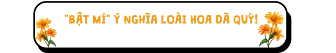 "Bật mí" ý nghĩa loài hoa Dã Quỳ!