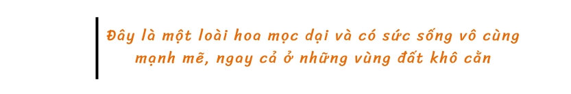 Đây là một loài hoa mọc dại và có sức sống vô cùng mạnh mẽ, ngay cả ở những vùng đất khô cằn sỏi đá