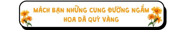 Mách bạn những cung đường ngắm hoa dã quỳ vàng