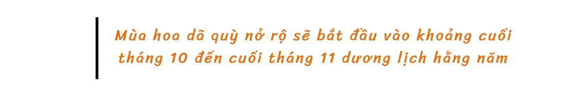 Mùa hoa dã quỳ nở rộ sẽ bắt đầu vào khoảng cuối tháng 10 đến cuối tháng 11 dương lịch hằng năm