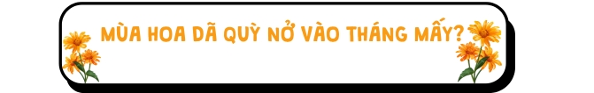 Mùa hoa dã quỳ nở vào tháng mấy? 