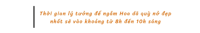 Thời gian lý tưởng để ngắm Hoa dã quỳ nở đẹp nhất sẽ vào khoảng từ 8h đến 10h sáng