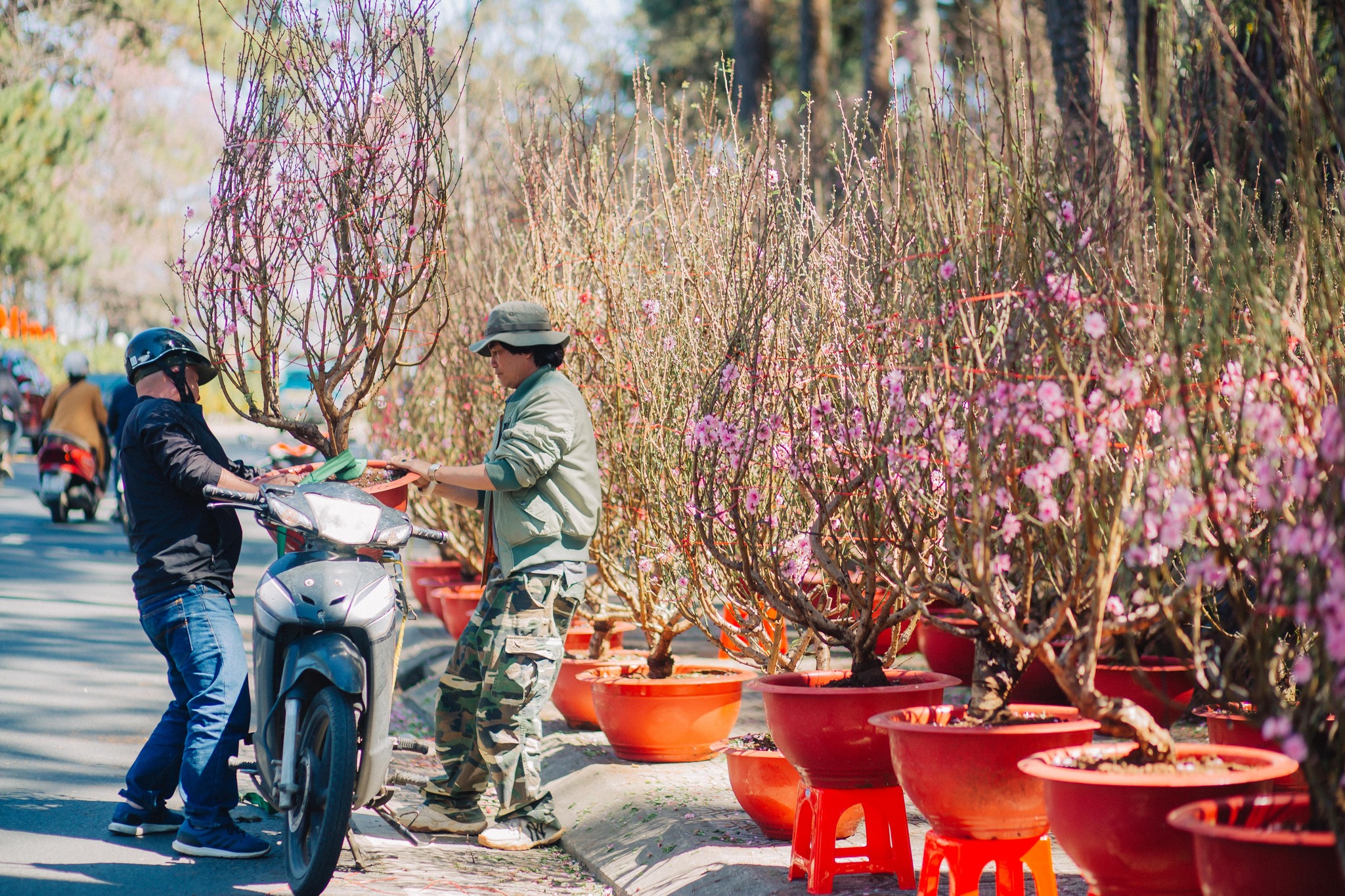 kinh nghiệm du xuân tại đà lạt