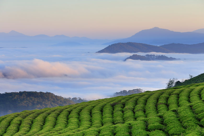 Đồi chè Cầu Đất